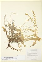 藏品(冷蒿)的圖片